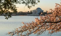 Nhật Bản sẽ tặng Mỹ 250 cây hoa anh đào: Biểu tượng cho tình hữu nghị