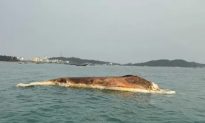Quảng Ninh: Xác cá voi hơn 10 tấn trôi dạt trên biển Cô Tô