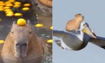 Capybara là con gì: Loài chuột lang nước ‘Bộ trưởng Ngoại giao'