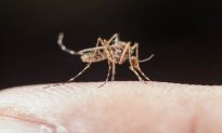 Châu Âu đối mặt với nguy cơ bùng phát dịch bệnh do muỗi
