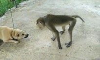 Nghệ An: Con khỉ vào nhà dân quậy phá đã bị chó cắn chết