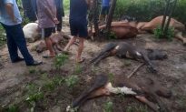 Quảng Bình: 8 con bò đứng dưới gốc cây bị sét đánh chết