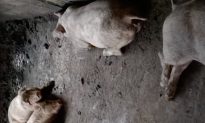 Nghệ An: Đàn lợn bị giật điện chết trong đêm, người nuôi ứa nước mắt