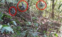 Kon Tum: Đàn Voọc bạc quý hiếm xuất hiện tại Vườn Quốc gia Chư Mom Ray sau 5 năm