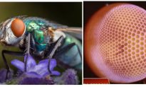 Cấu tạo ‘thần kỳ’ của mắt ruồi: Bí ẩn thị giác phi thường
