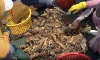 Phú Yên: Hơn 60 tấn tôm hùm chết bất thường, người dân lỗ nặng
