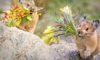 Thỏ cộc Mỹ là loài 'bán hoa' thông minh và đáng yêu nhất trong tự nhiên