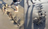 Một sinh vật bí ẩn giống hệt ‘nàng tiên cá' dạt vào bãi biển Australia khiến khoa học thực sự bối rối 