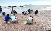 Nghệ An: Sò huyết dạt vào trắng bờ cát, người dân đua nhau nhặt về ăn