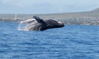 Viện SETI cho biết đã giao tiếp thành công với cá voi - mở ra tiềm năng giao tiếp với các sinh vật phi con người