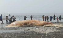 Nghệ An: Xác cá voi nặng 4-5 tấn dạt vào bờ biển