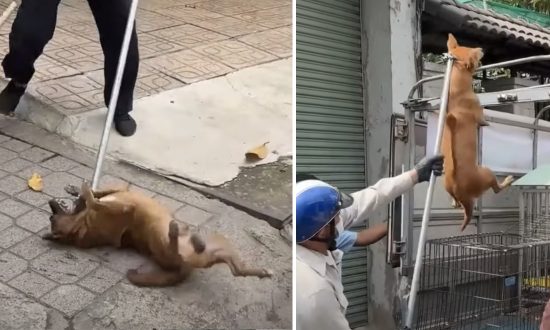 Đồng Nai: Tiếp tục bắt chó thả rông tại 7 phường ở TP Biên Hòa