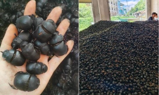 Trung Quốc tiếp tục thu mua bọ xít đen lên đến 8 triệu đồng/kg