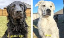 Chú chó từ đen chuyển sang trắng trong vòng 2 năm, chủ giải thích lý do