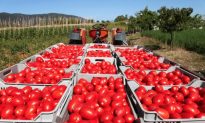 Tại sao cà chua ngày nay ngày càng trở nên vô vị?