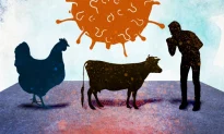 Nghiên cứu tăng cường chức năng có phải là nguyên nhân khiến cúm gia cầm lây sang bò và người?