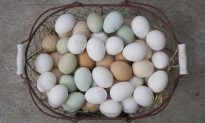 Tại sao trứng gà có màu sắc khác nhau?