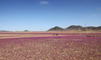 Sa mạc khô cằn nhất Trái đất đang nở hoa rực rỡ