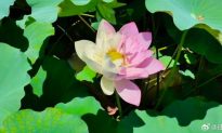 Phúc Kiến, Trung Quốc xuất hiện hoa sen 2 nửa hồng trắng trắng quý hiếm
