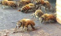 180.000 con ong ẩn náu trên trần nhà ở Anh suốt 7 năm mà không ai hay biết